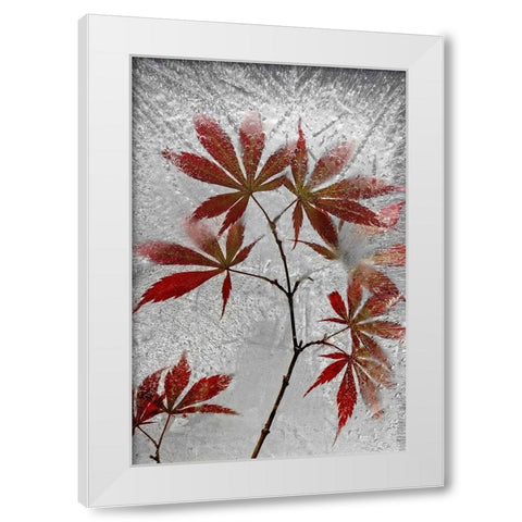 Red Maple White Modern Wood Framed Art Print by Losada, Secundino