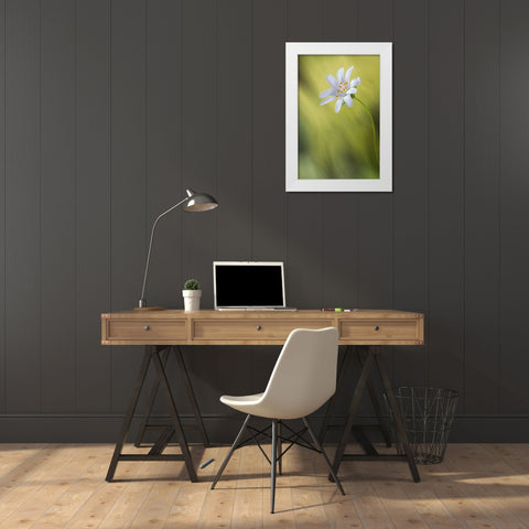Stitchwort White Modern Wood Framed Art Print by Disher, Mandy