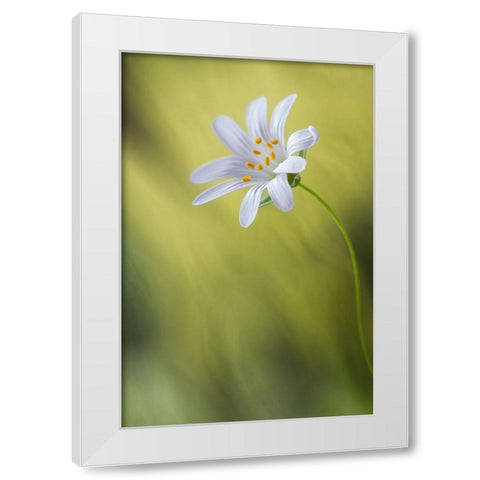 Stitchwort White Modern Wood Framed Art Print by Disher, Mandy