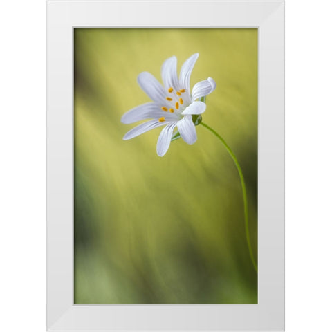 Stitchwort White Modern Wood Framed Art Print by Disher, Mandy