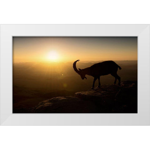 Desert Wanderer White Modern Wood Framed Art Print by Jonas, Nadav