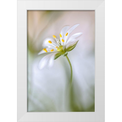 Stitchwort Soft White Modern Wood Framed Art Print by Disher, Mandy