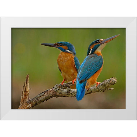 Kingfisher (Alcedo Atthis) White Modern Wood Framed Art Print by Benfer, Stefan