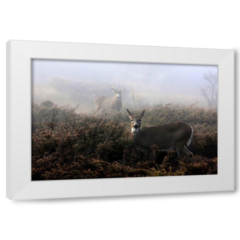 The Rut In On - White-Tailed Deer White Modern Wood Framed Art Print by Cumming, Jim