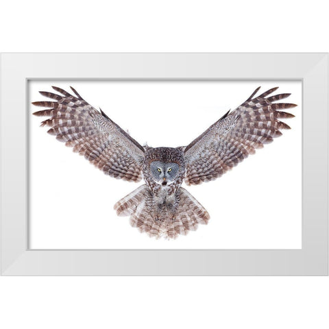 Power - Great Grey Owl White Modern Wood Framed Art Print by Cumming, Jim