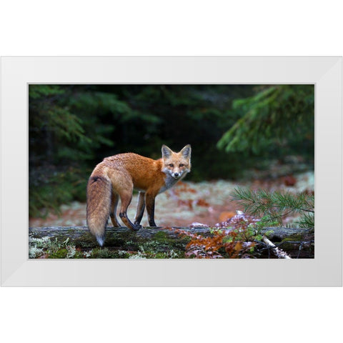 Red Fox In Algonquin Park White Modern Wood Framed Art Print by Cumming, Jim