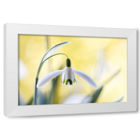 Snowdrops White Modern Wood Framed Art Print by Disher, Mandy