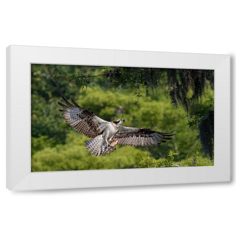 The Girl Has A Fish ! White Modern Wood Framed Art Print by Forns, Alfred