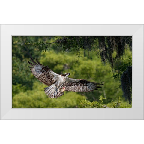 The Girl Has A Fish ! White Modern Wood Framed Art Print by Forns, Alfred