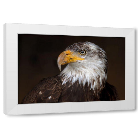 Caged - Bald Eagle White Modern Wood Framed Art Print by Cumming, Jim
