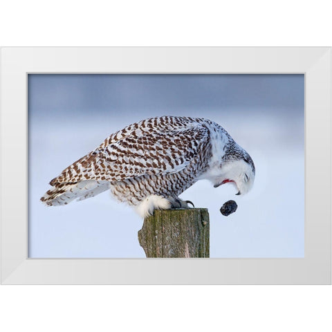 Snowy Owl - Cough It Up Buddy White Modern Wood Framed Art Print by Cumming, Jim