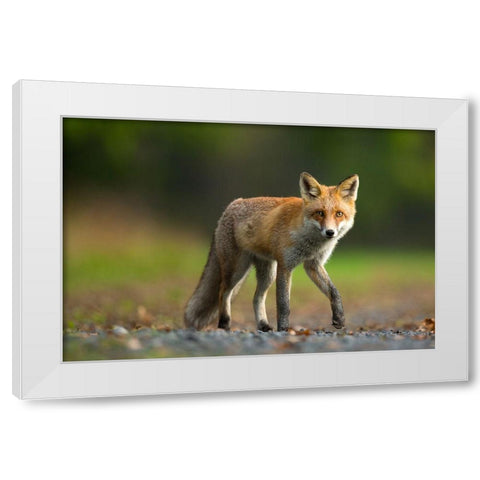 Red Fox White Modern Wood Framed Art Print by Zygmunt, Milan