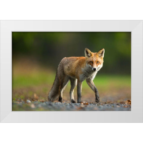 Red Fox White Modern Wood Framed Art Print by Zygmunt, Milan