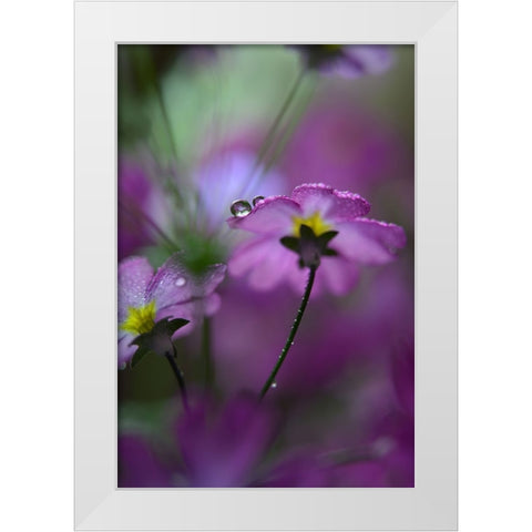 In Pink Surroundings White Modern Wood Framed Art Print by Westum, Heidi