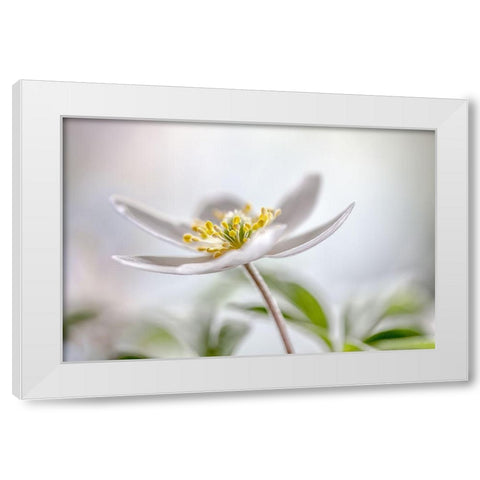 Wood Anemone White Modern Wood Framed Art Print by Disher, Mandy