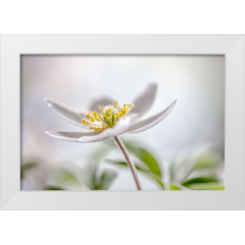 Wood Anemone White Modern Wood Framed Art Print by Disher, Mandy