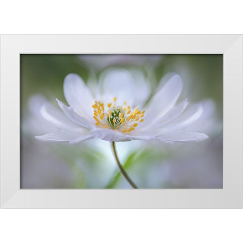 Nemorosa Nirvana White Modern Wood Framed Art Print by Disher, Mandy