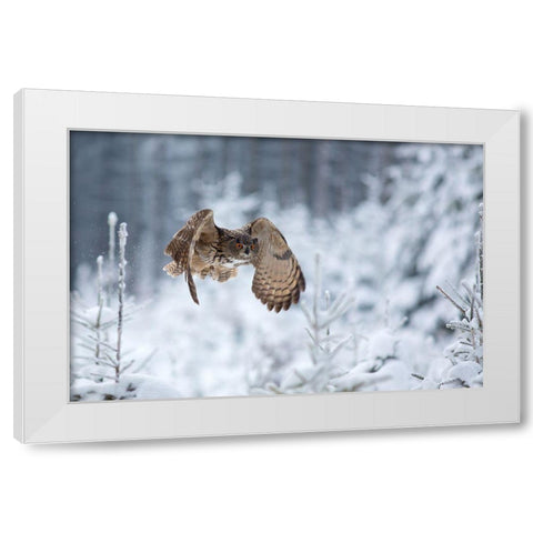 Eurasian Eagle-Owl White Modern Wood Framed Art Print by Zygmunt, Milan