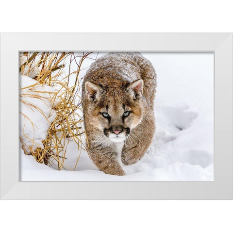 Sneaky Cougar White Modern Wood Framed Art Print by Centioli, Mike