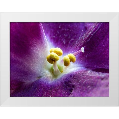 Violet White Modern Wood Framed Art Print by Markovic, Vojislav