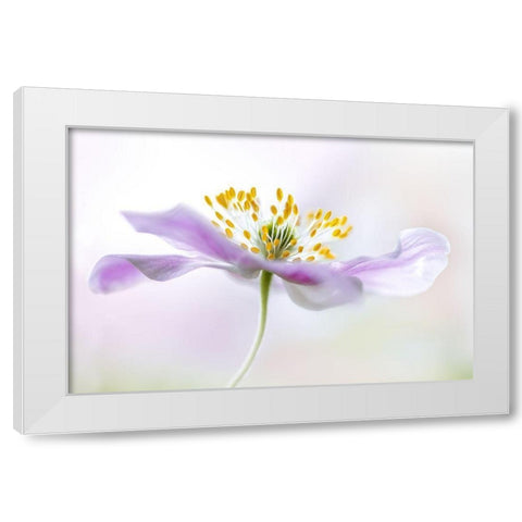 Wood Anemone White Modern Wood Framed Art Print by Disher, Mandy