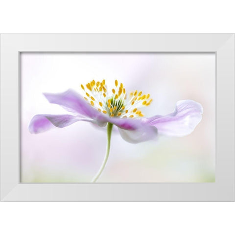 Wood Anemone White Modern Wood Framed Art Print by Disher, Mandy