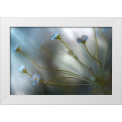 Jasmine White Modern Wood Framed Art Print by Disher, Mandy