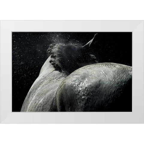 Horse Power White Modern Wood Framed Art Print by Malovrh, Milan