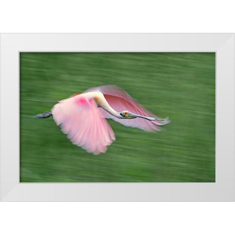 Pink And Green White Modern Wood Framed Art Print by Chang, Cheng