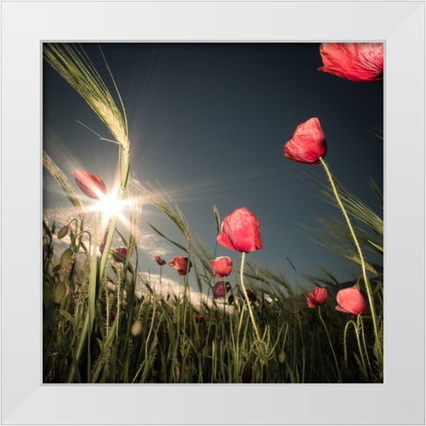 Summer Is Here White Modern Wood Framed Art Print by Dvorak, Petra