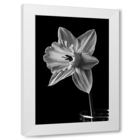 Narcissus May 2015 White Modern Wood Framed Art Print by M. Fielding, Edward