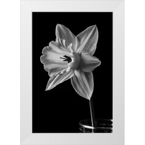 Narcissus May 2015 White Modern Wood Framed Art Print by M. Fielding, Edward