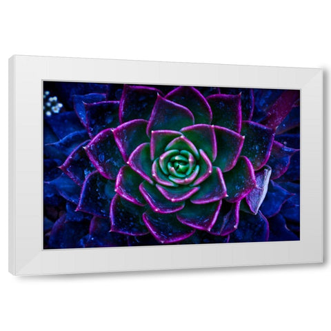 Wild Flowers White Modern Wood Framed Art Print by Pandya, Hardik