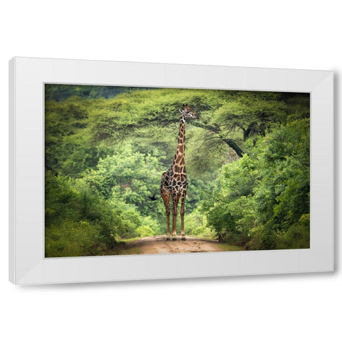 Unexpected Meeting White Modern Wood Framed Art Print by Trubitsyn, Kirill