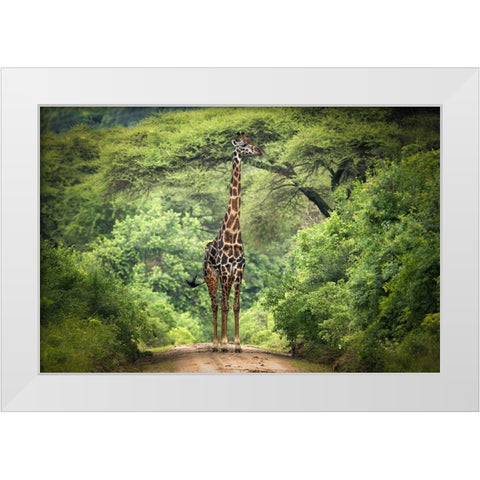 Unexpected Meeting White Modern Wood Framed Art Print by Trubitsyn, Kirill