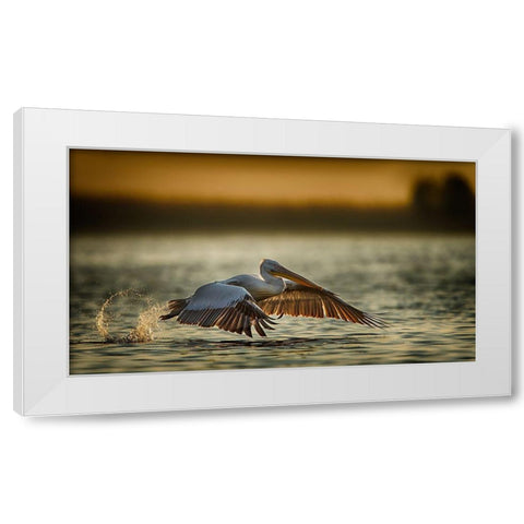 Pelican Take Off...2 White Modern Wood Framed Art Print by Akpinar, Baris