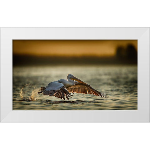 Pelican Take Off...2 White Modern Wood Framed Art Print by Akpinar, Baris