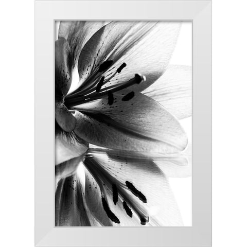 Lily White Modern Wood Framed Art Print by Koenig, Andre