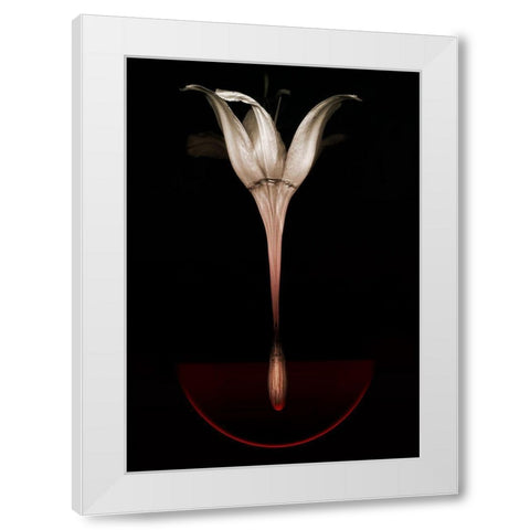Floating Lily White Modern Wood Framed Art Print by Lilja, Johan