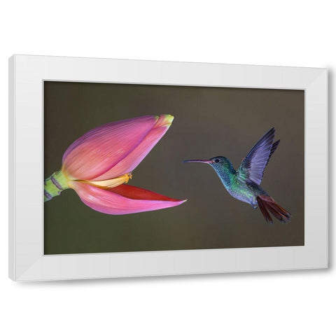 Target Practice White Modern Wood Framed Art Print by Barsh, Greg