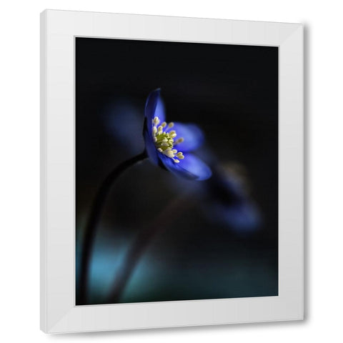 Hepatica Nobilis Ll White Modern Wood Framed Art Print by Westum, Heidi