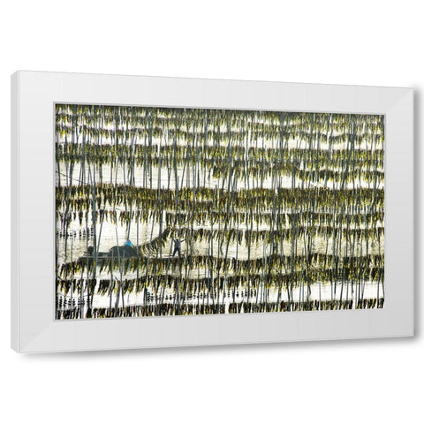 Harvesting Kelp White Modern Wood Framed Art Print by Zhou, Xinhua