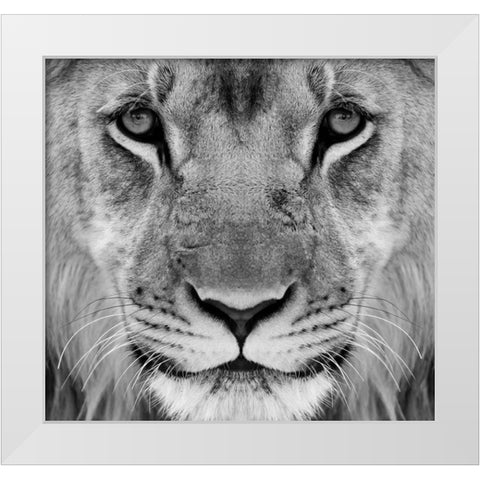 My-What Big Thighs You Have ! White Modern Wood Framed Art Print by Pearson, Wayne