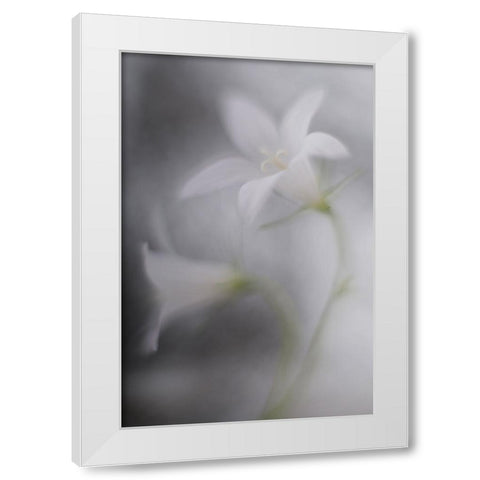 Bells White Modern Wood Framed Art Print by Reindl, Doris