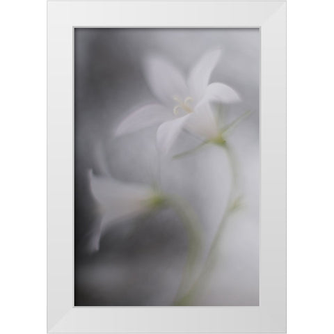 Bells White Modern Wood Framed Art Print by Reindl, Doris