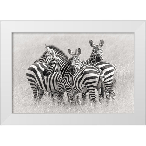 Zebras White Modern Wood Framed Art Print by Trubitsyn, Kirill