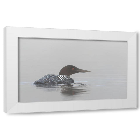 Common Loon In Early Morning Fog White Modern Wood Framed Art Print by Cumming, Jim