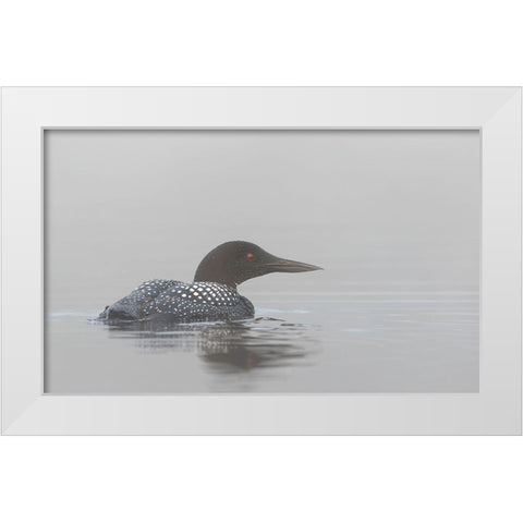 Common Loon In Early Morning Fog White Modern Wood Framed Art Print by Cumming, Jim