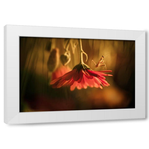 Nous Venons En Paix White Modern Wood Framed Art Print by BRAVIN, Fabien