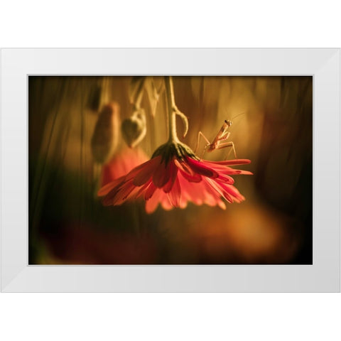 Nous Venons En Paix White Modern Wood Framed Art Print by BRAVIN, Fabien